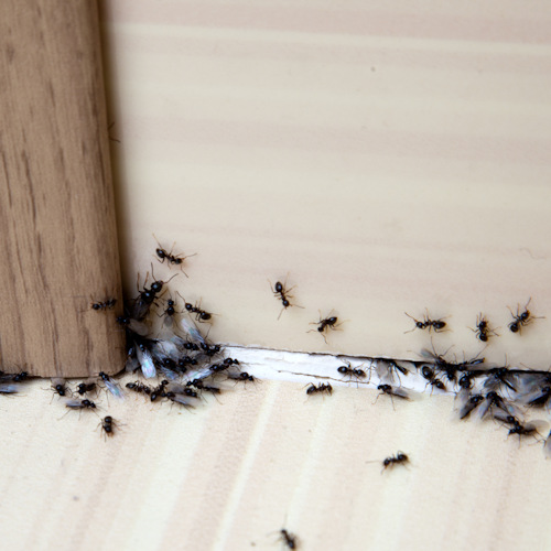 Although ants and carpernter ants seem harmless, they can be very destructive. ants and carpenter ant infestation pest control