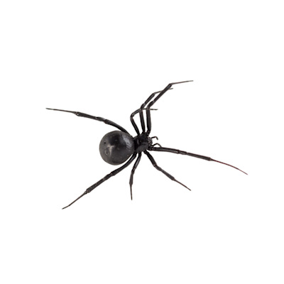Venom of the recluse and widow spiders causes muscle spasms, nausea, vomiting and in some cases, anemia. black widow spider in eastern canada and st catharines ontario
