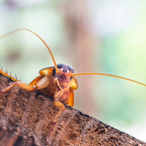 Cockroaches age great at hiding but are very dangerous because they spread disease. cockroach extermination in st catharines ontario