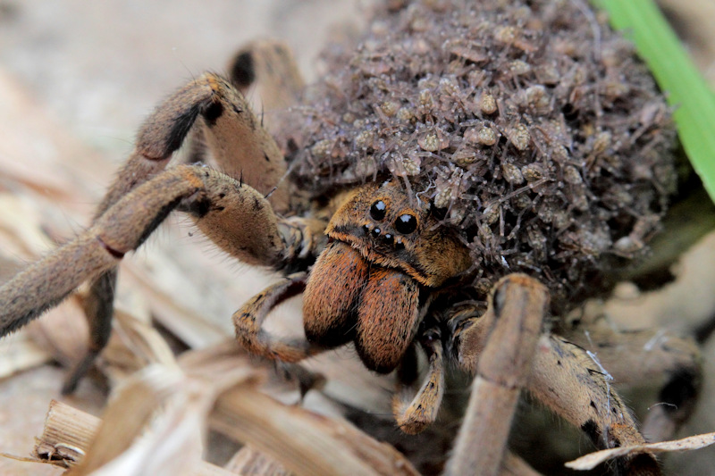 female wolf spider female wolf spider control