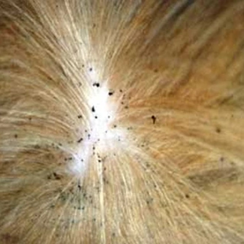 Flea infestations on pets are fairly easy to resolve. However, the bigger problem is eradicating them from the pet's surroundings. fleas flea infestation on dog in eastern canada ontario