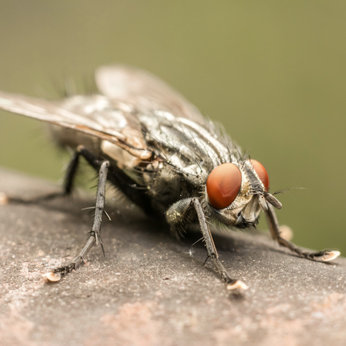 Flies and mosquitoes bite and can transmit deadly diseases to us and our pets. house fly sitting on branch