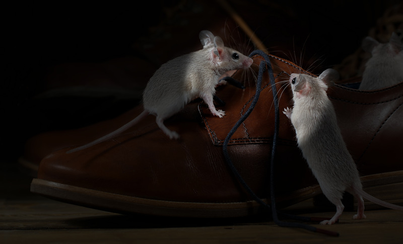 rodent mice hiding in a shoe at night