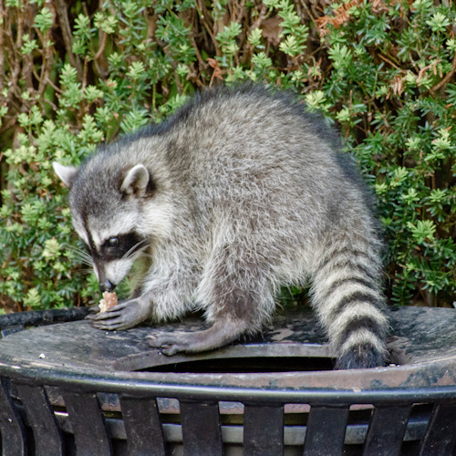 Raccoons are cute and fairly introverted. However, fewer people realize that raccoons can transmit other dangerous diseases to people and pets. raccoon pest in garbage can wildlife st catharines