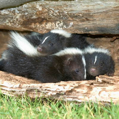 skunks in back yard in ontario
