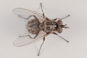 biting stable flies biting flies extermination stable flies