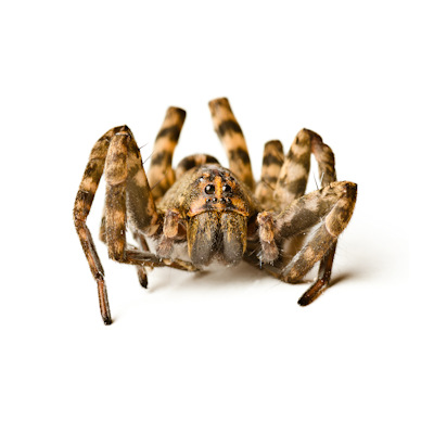 Wolf spiders are hard to locate because they do not weave webs. wolf spider in niagara ontario and eastern canada